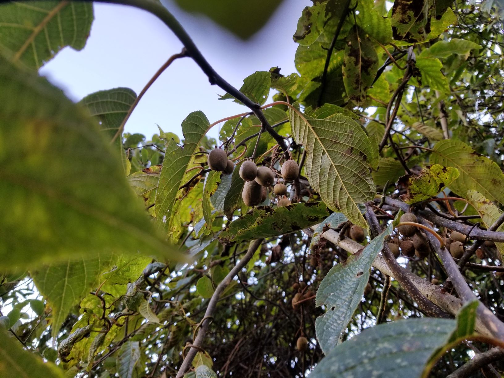 Kiwifruit at Tshoka camp